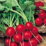 Saxa Radish | Seeds