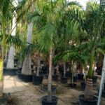 Carpentaria Palm