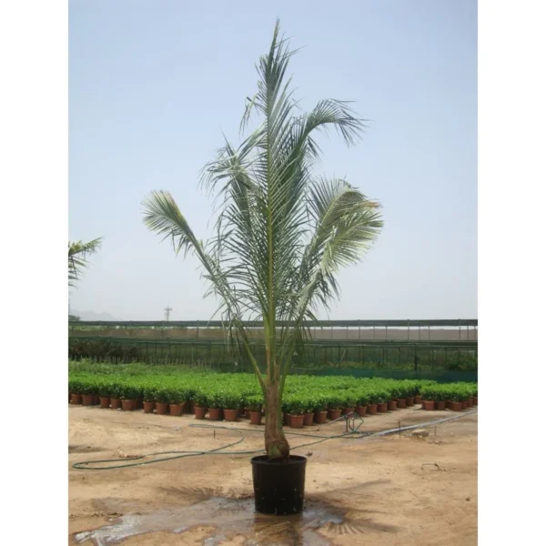 Bismark Palm - Image 2