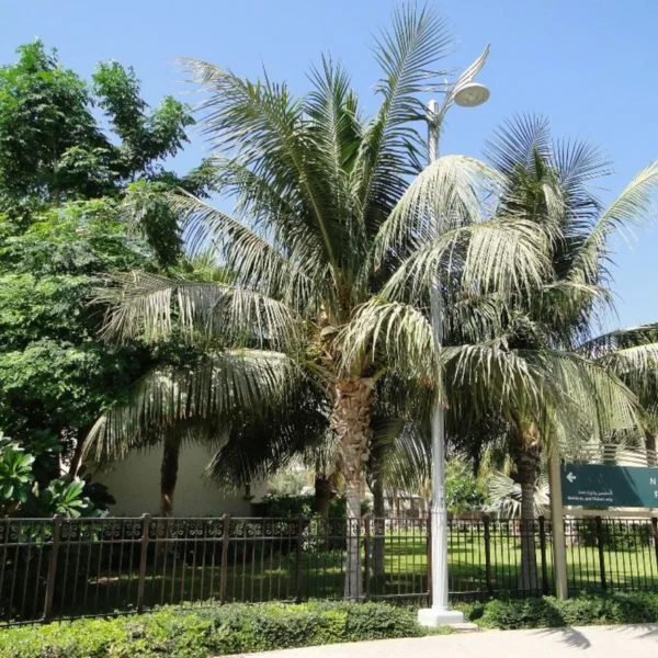 Coconut Palm - Image 3