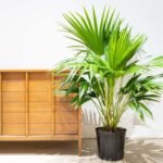 Chinese Fan Palm