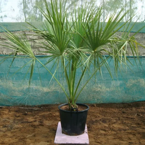 Sabal Palm