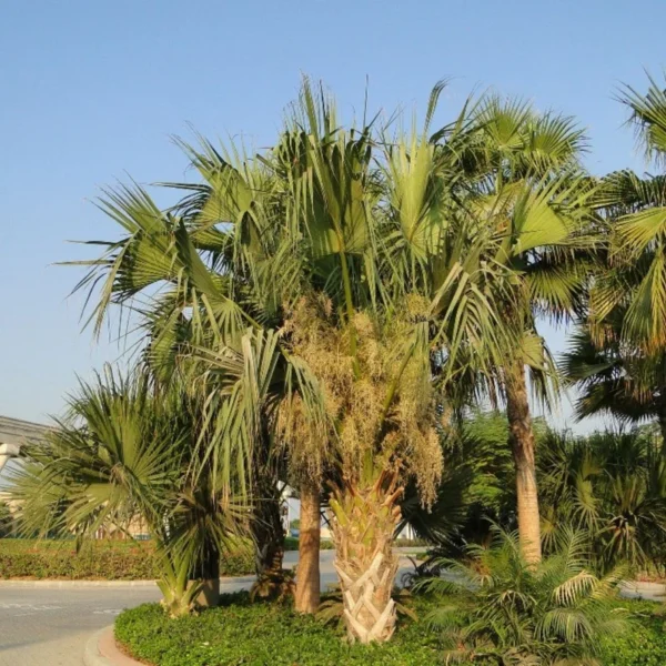 Sabal Palm - Image 3