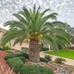 Date Palm