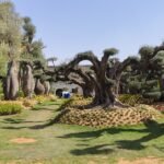 Olive Tree