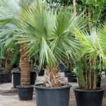Sabal Palm