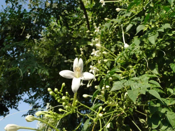 Tree Jasmine - Image 4