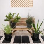 Desert Plant Bundle