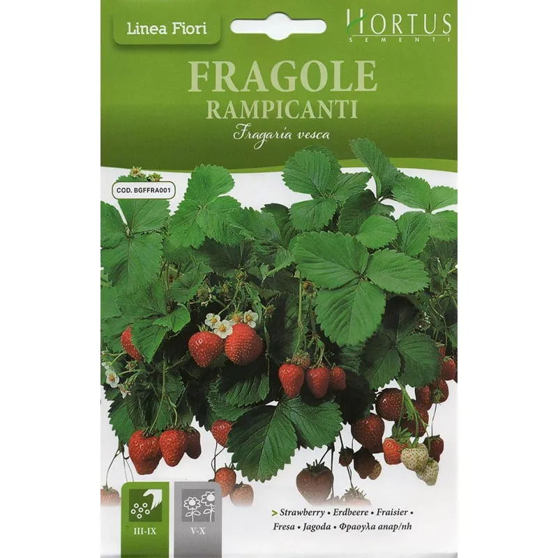 Strawberry “Fragole Rampicanti” Seeds by