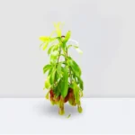 Nepenthes or Monkey Jar