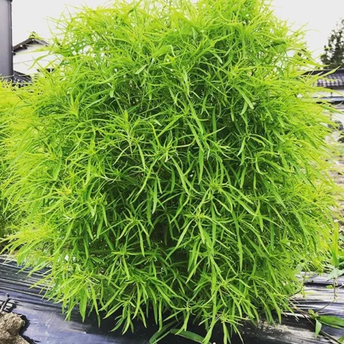 Fito Kochia Plant Seeds