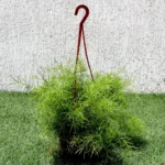 Asparagus Hanging