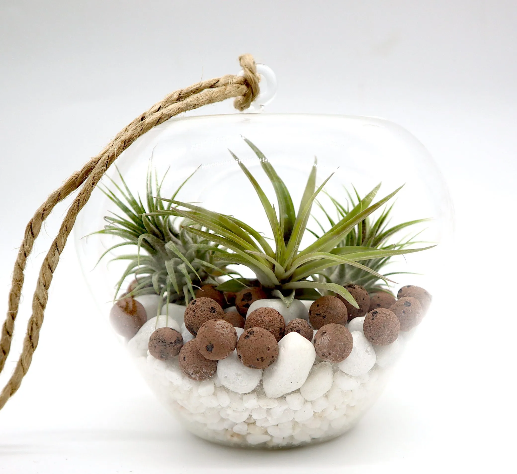 Air Plants Tillandsia Assorted in Hanging Transparent pot “Terrarium” 4-10cm