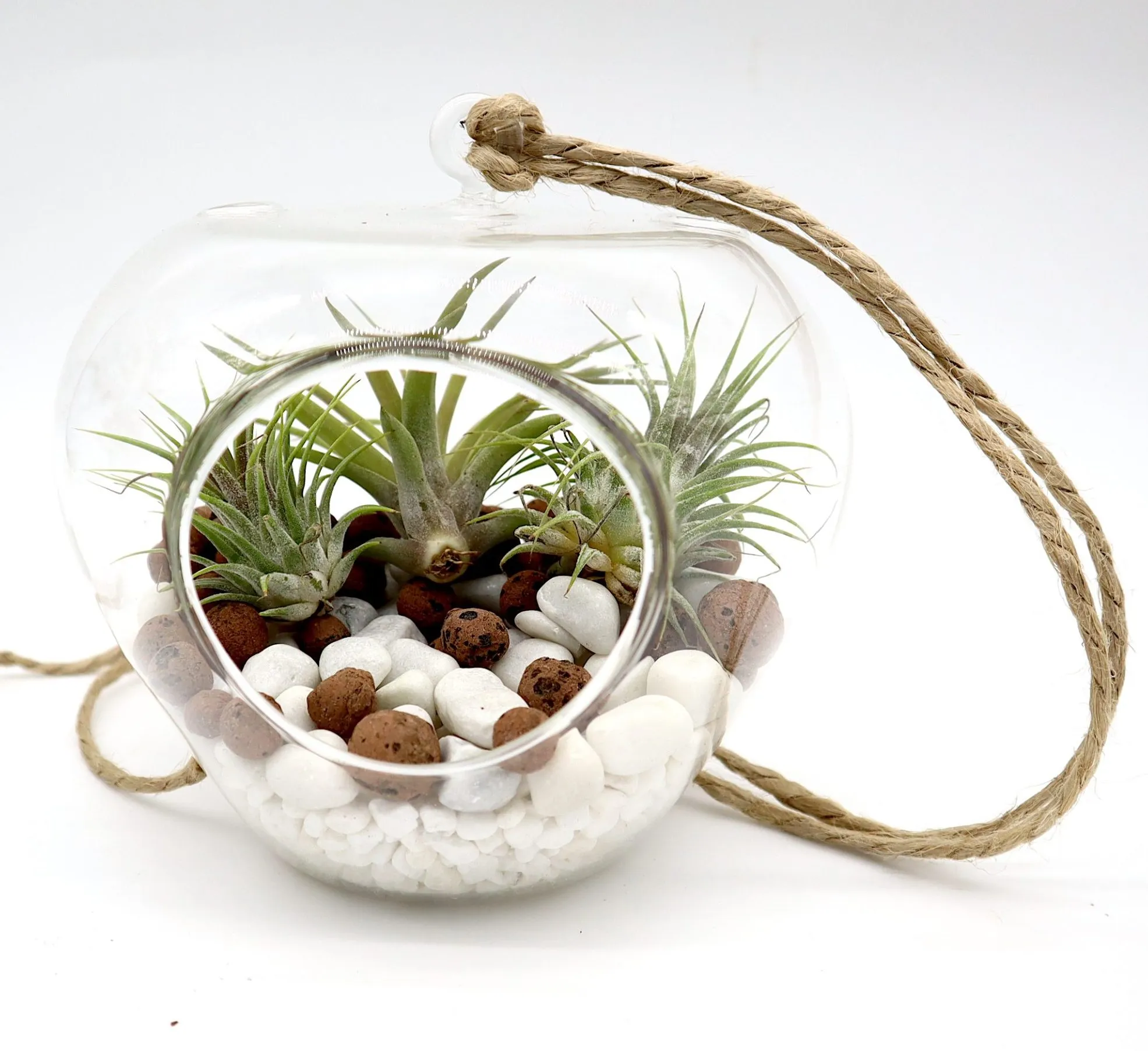 Air Plants Tillandsia Assorted in Hanging Transparent pot “Terrarium” 4-10cm - Image 2