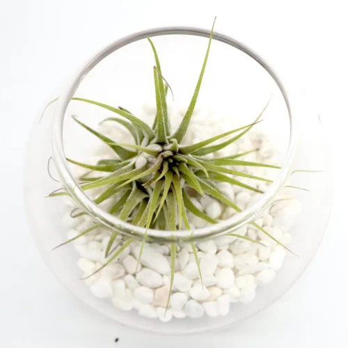 Air Plants Tillandsia Assorted in Transparent pot “Terrarium” 3-4cm
