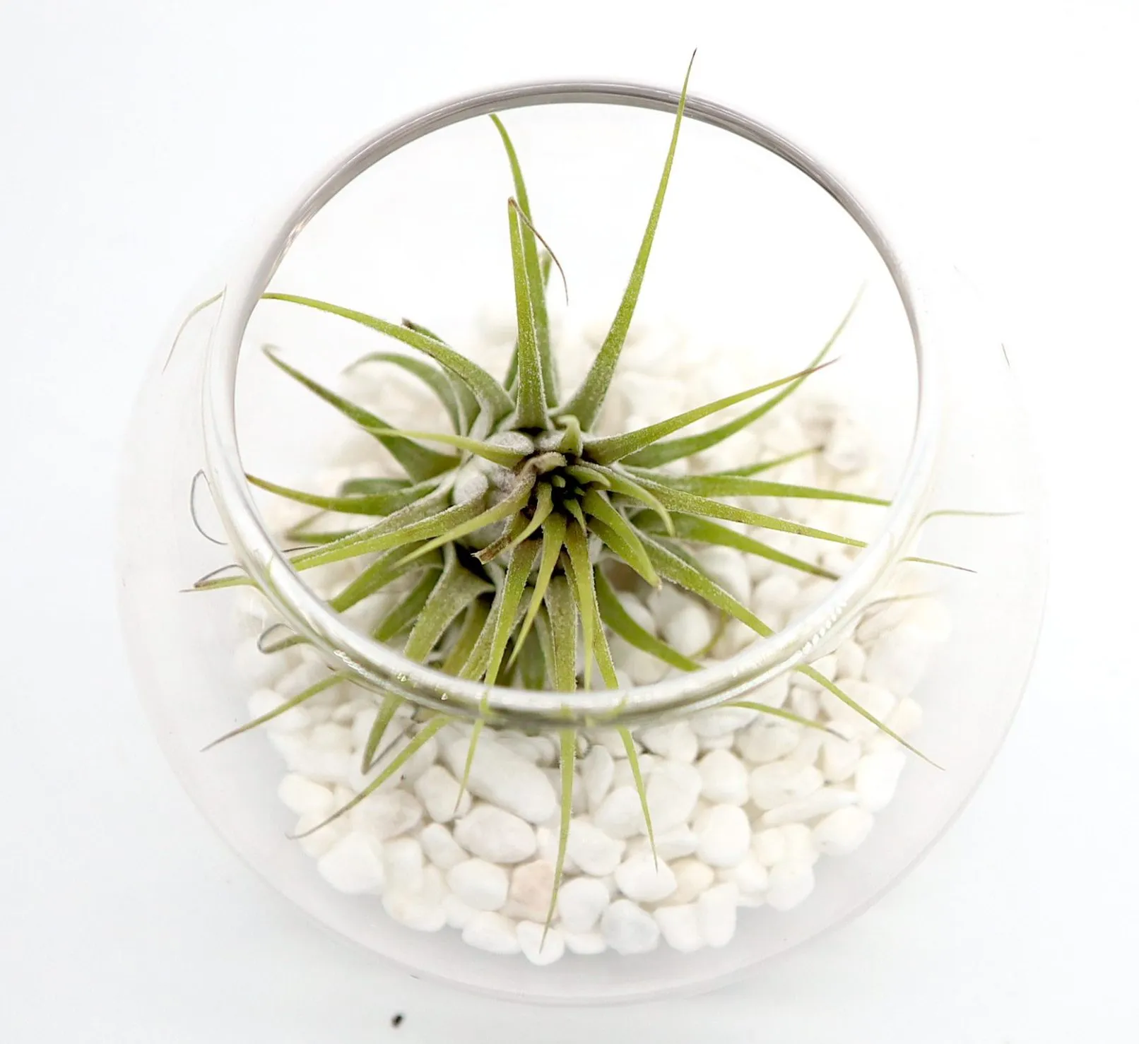 Air Plants Tillandsia Assorted in Transparent pot “Terrarium” 3-4cm