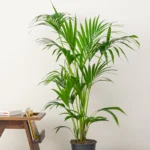 Kentia palm