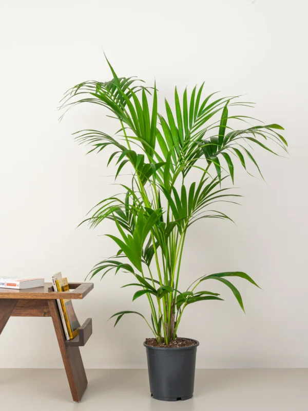 Kentia palm