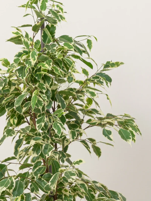 Ficus Benjamina Starlight - Image 3