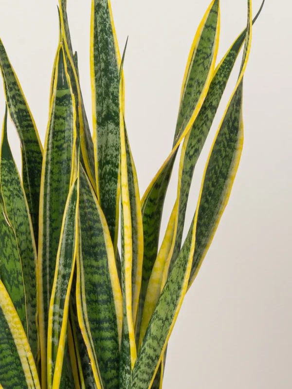 Snake Plant - Image 2