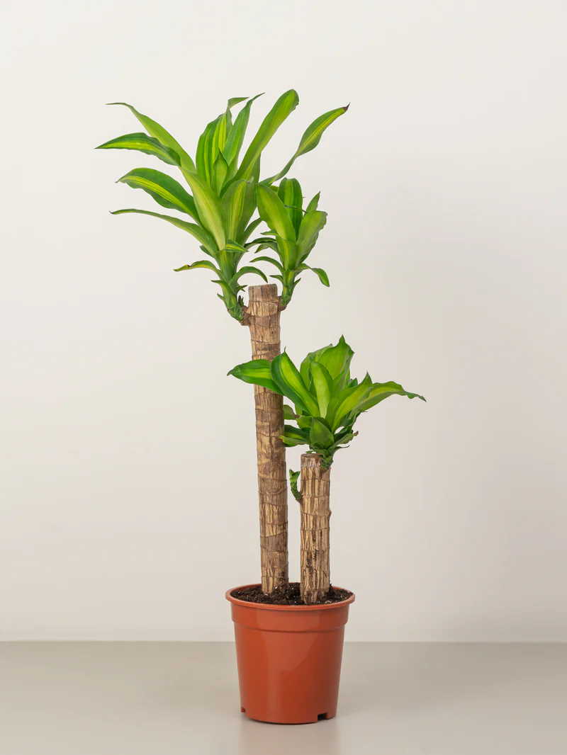 Cornstalk Plant - Image 8