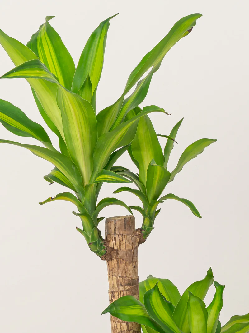 Cornstalk Plant - Image 3