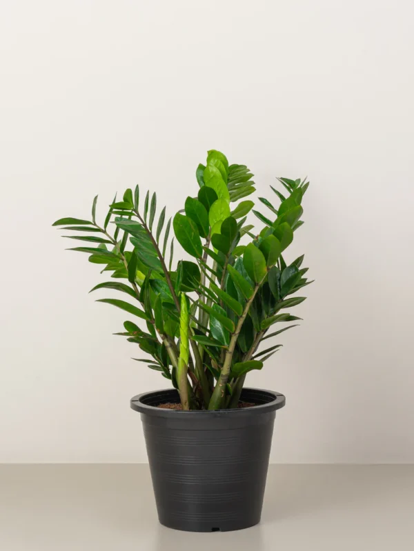 ZZ plant - Image 4