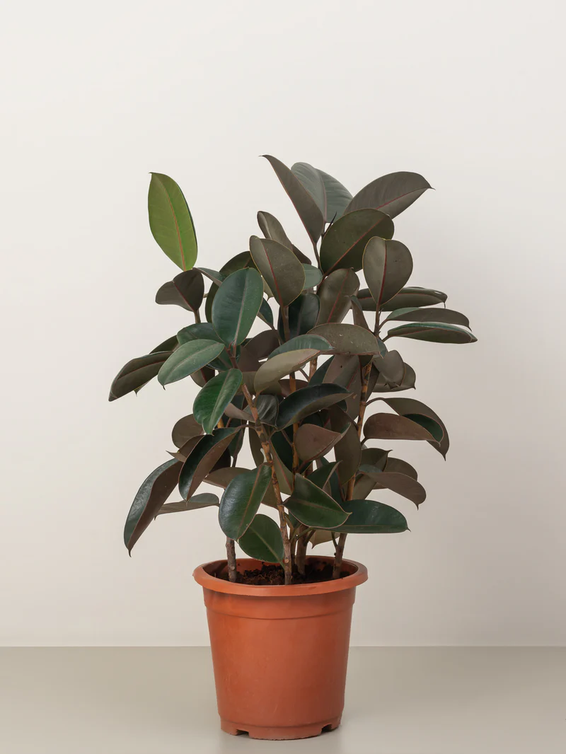 Rubber Plant - Image 3