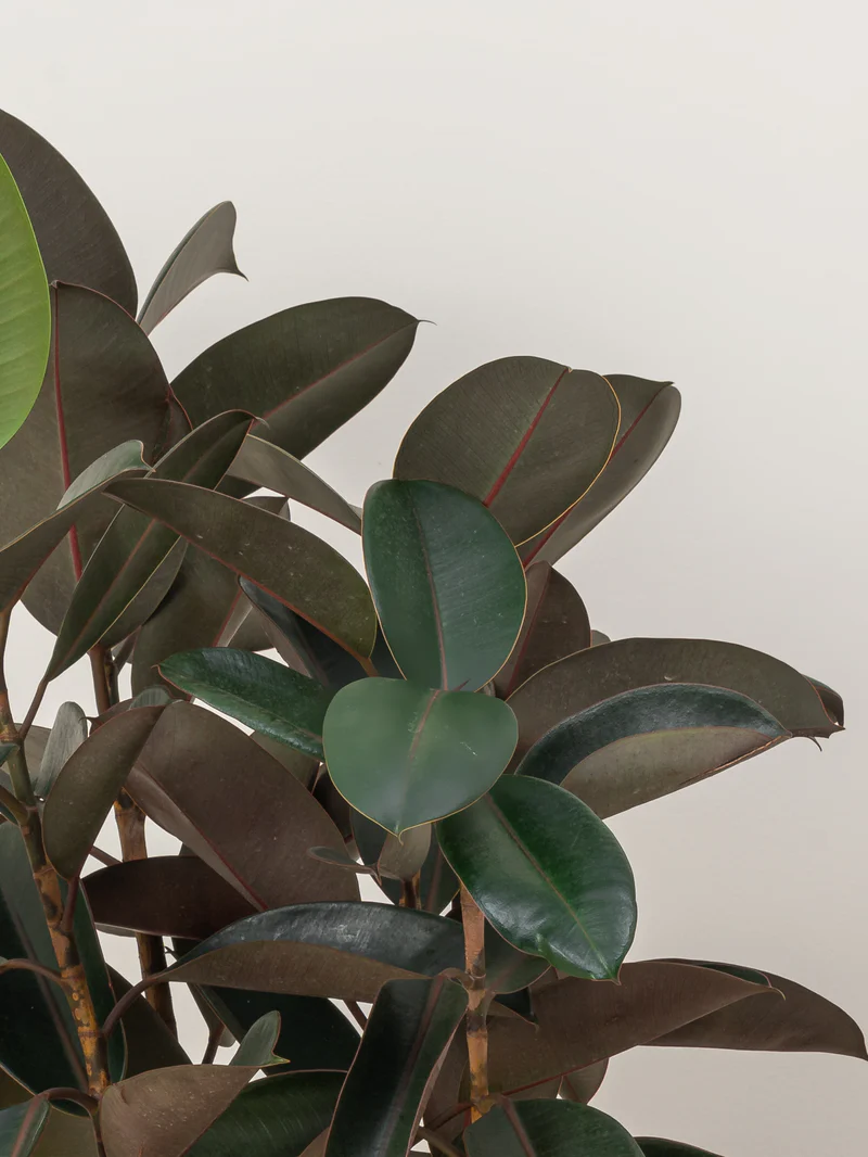 Rubber Plant - Image 2