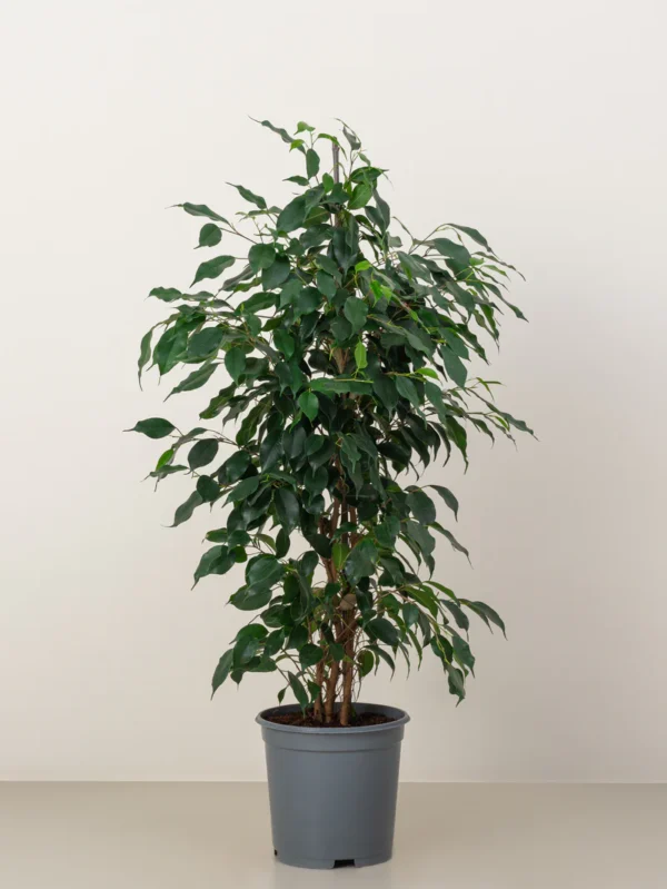 Ficus Benjamina - Image 5