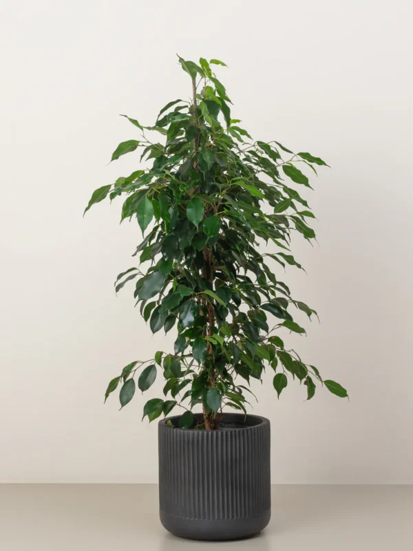 Ficus Benjamina - Image 4