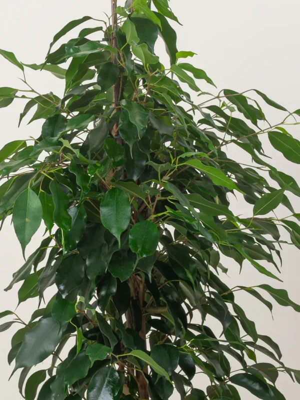 Ficus Benjamina - Image 3