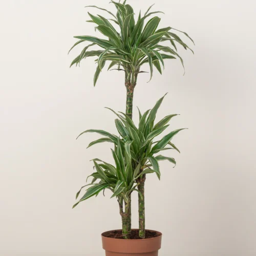 Dracaena Warneckii