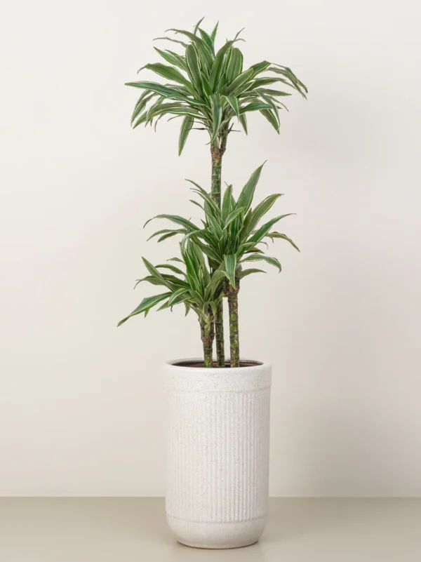 Dracaena Warneckii - Image 2