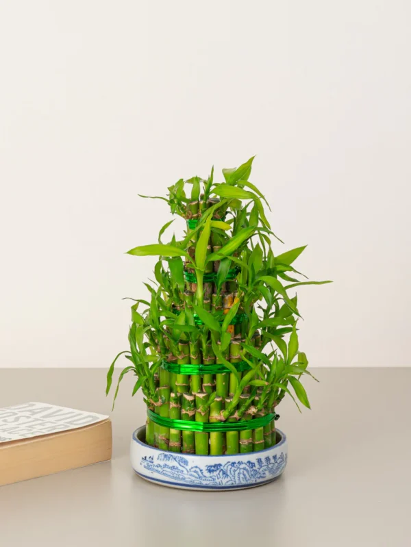 Lucky Bamboo