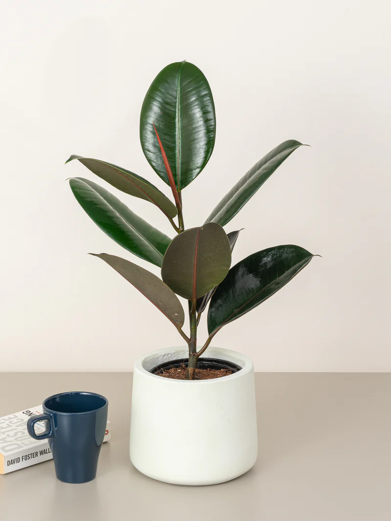 Rubber Plant - Image 5
