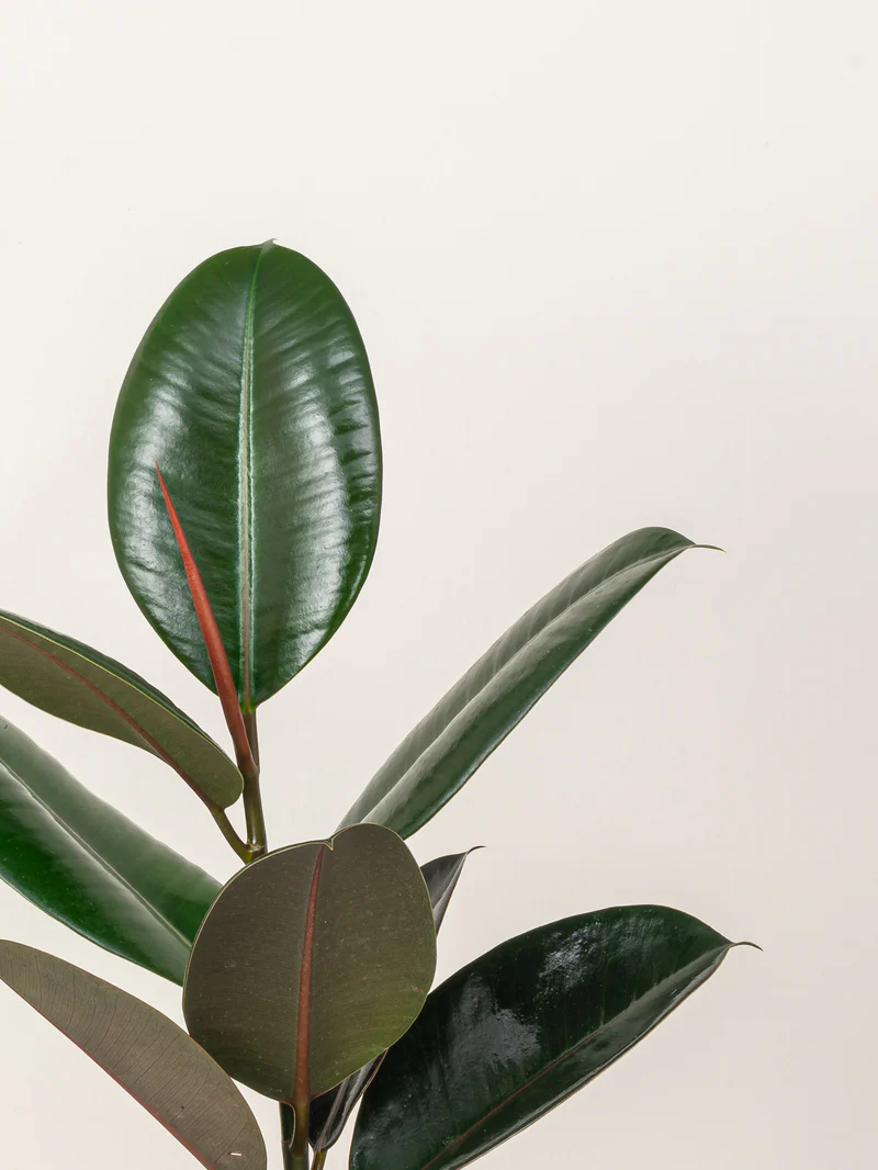 Rubber Plant - Image 6