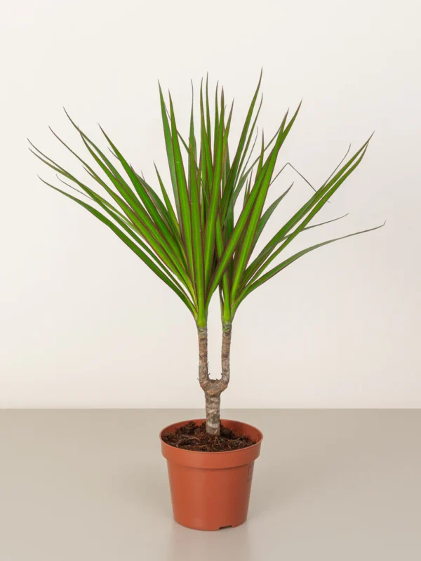 Dracaena Marginata Head