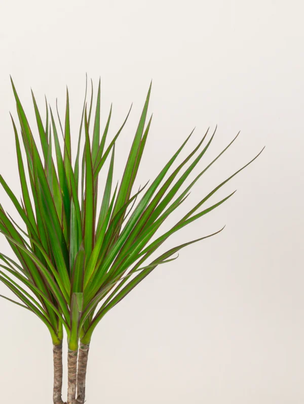 Dracaena Marginata Head - Image 3