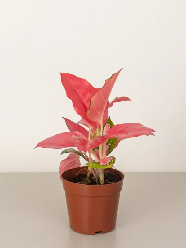 Aglaonema Pink - Image 2