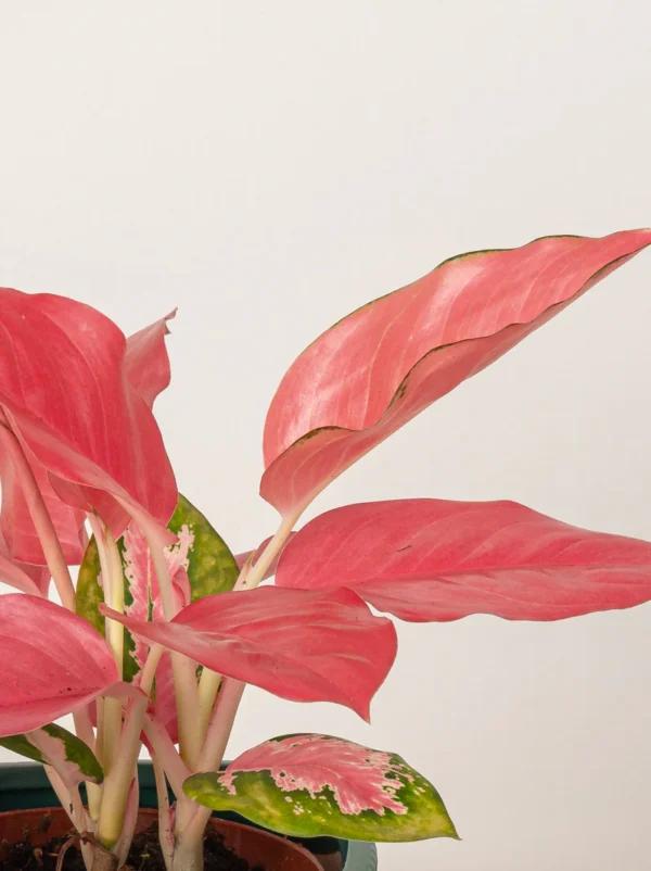 Aglaonema Pink - Image 4