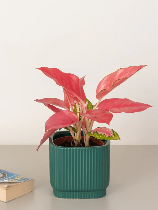 Aglaonema Pink