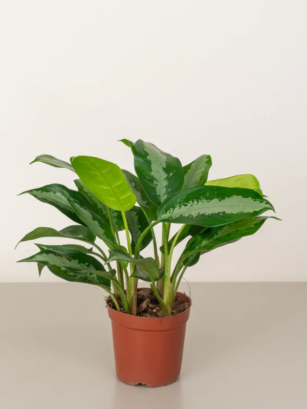 Aglaonema Pattaya Beauty - Image 2