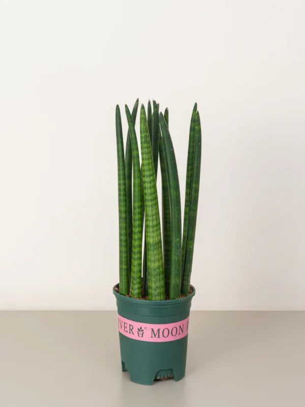 Snake Plant Cylindrica - Image 4