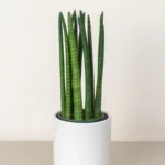 Snake Plant Cylindrica