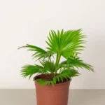 Livistona Palm