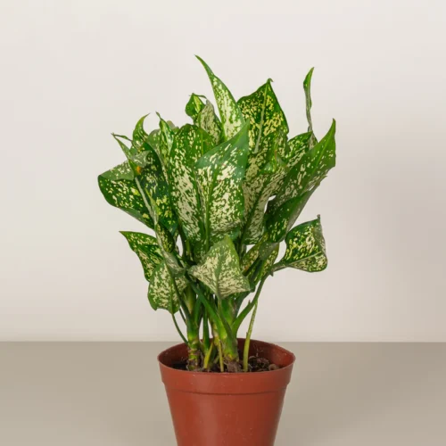Chinese Evergreen