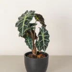 Elephant's Ear