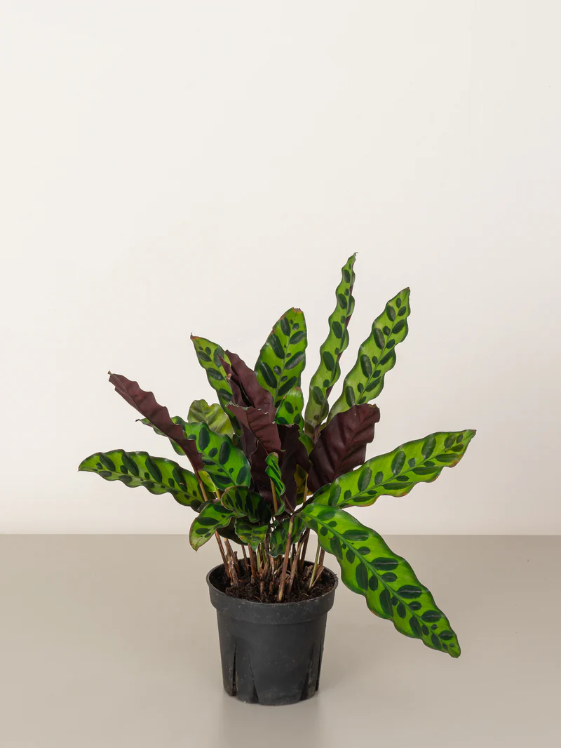 Calathea Lancifolia - Image 4