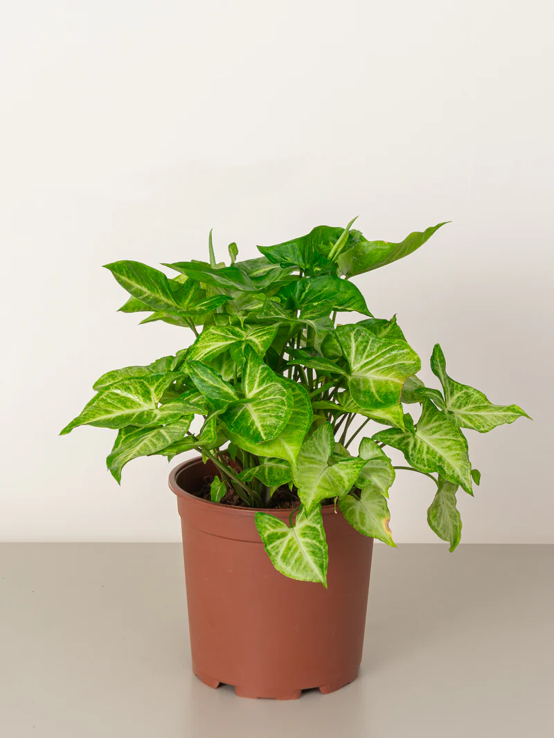 Arrowhead Plant - Image 3